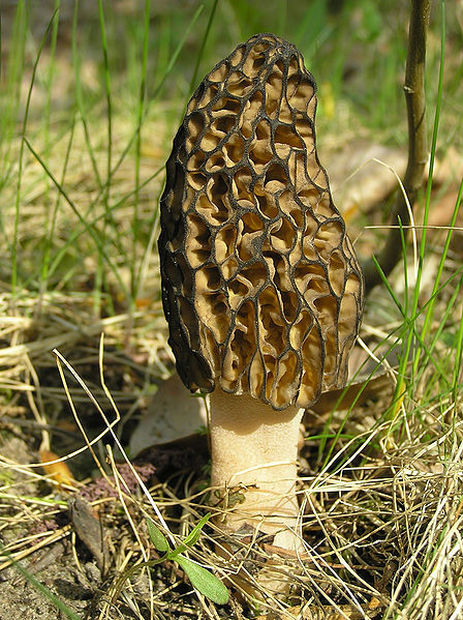 wild edible mushrooms, Morel