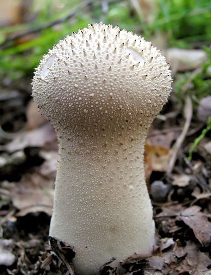 wild edible mushrooms, Common Puffball