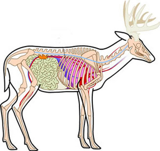 Deer Anatomy, Antler Growth, Scent Glands, Aging A Deer On The Hoof