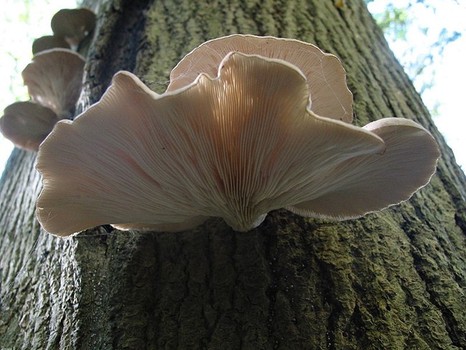 wild edible mushrooms, Oyster Mushroom