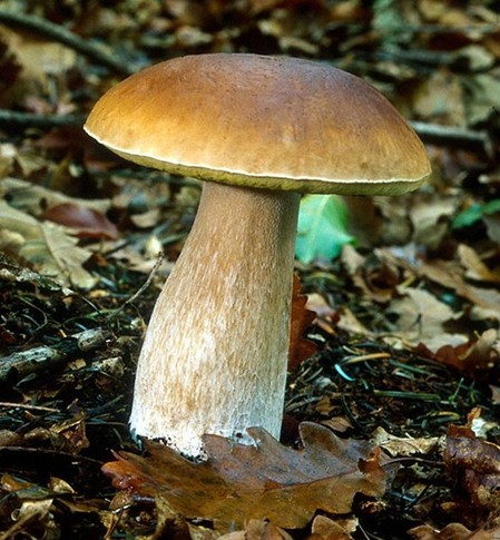 wild edible mushrooms, King Bolete, Cepe