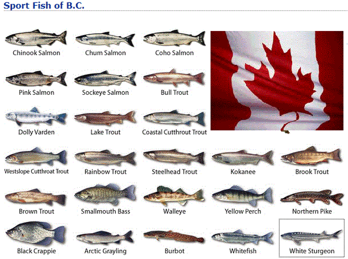 native fish of bc, fish of bc, british columbia