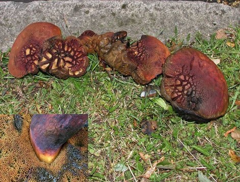 wild edible mushrooms, Red Cracked Bolete