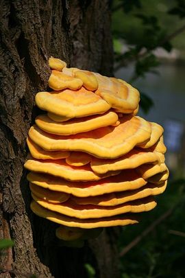 wild edible mushrooms Chicken of the Woods