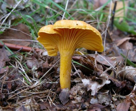 wild edible mushrooms, Golden Chanterelle, Chanterelle